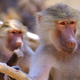 Illustration for article titled Baboon Couple Sues National Geographic For Distributing Private Sex Tape